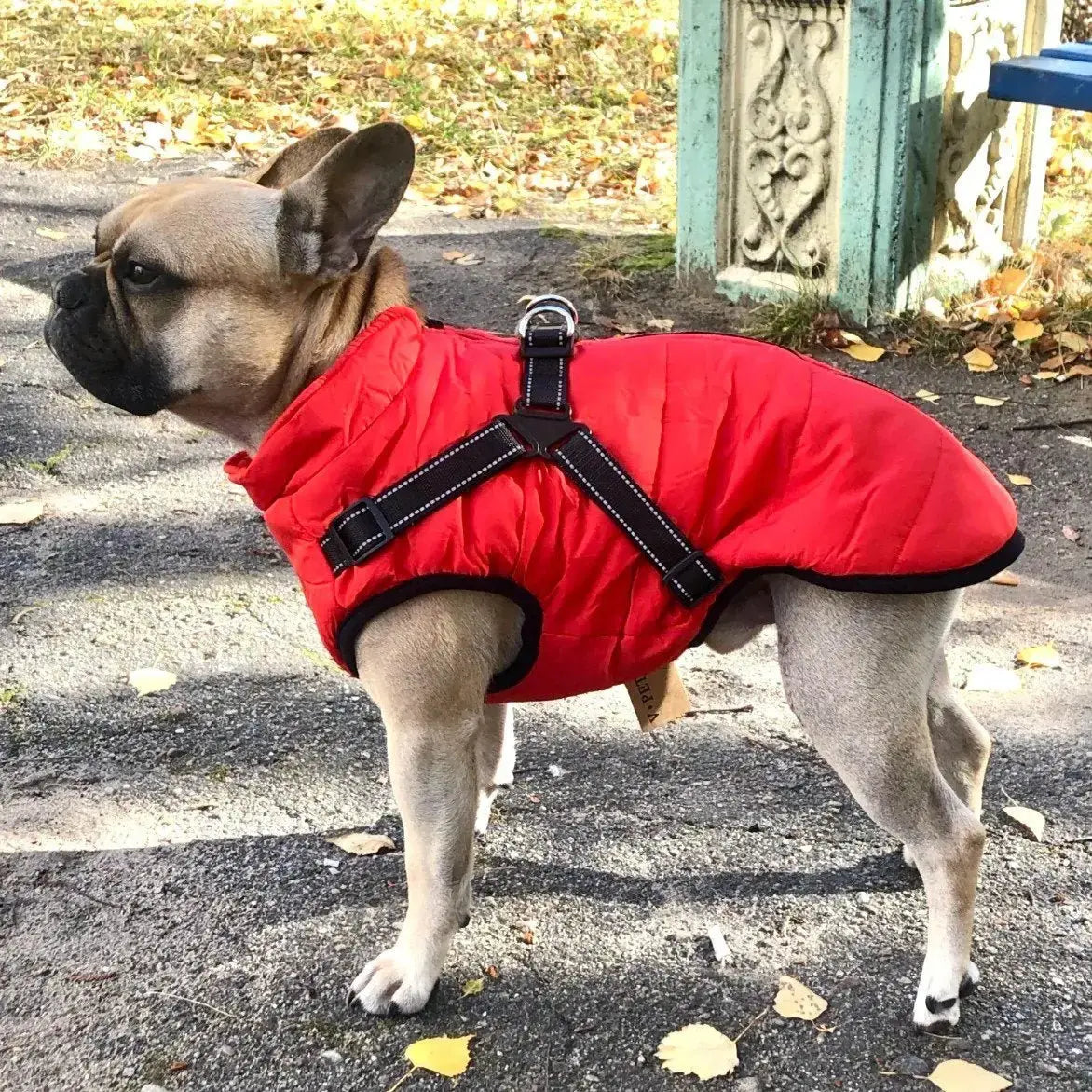 🐱🐶❄️ Abrigo acolchado y calentito para perros y gatos, impermeable, con elementos reflectantes y arnés integrado. ¡Tallas de la S a la 5XL para todas las razas! ✨